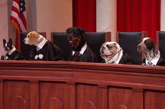 boston law firm only represents canine clients