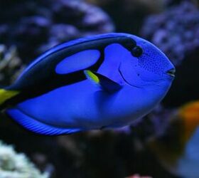 finding dory the true tail behind the regal tang fish