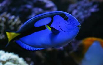 Finding Dory: The True Tail Behind the Regal Tang Fish