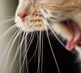 5 Cat Hacks to Understand and Treat Cat Hairballs