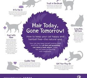 5 cat hacks to understand and treat cat hairballs