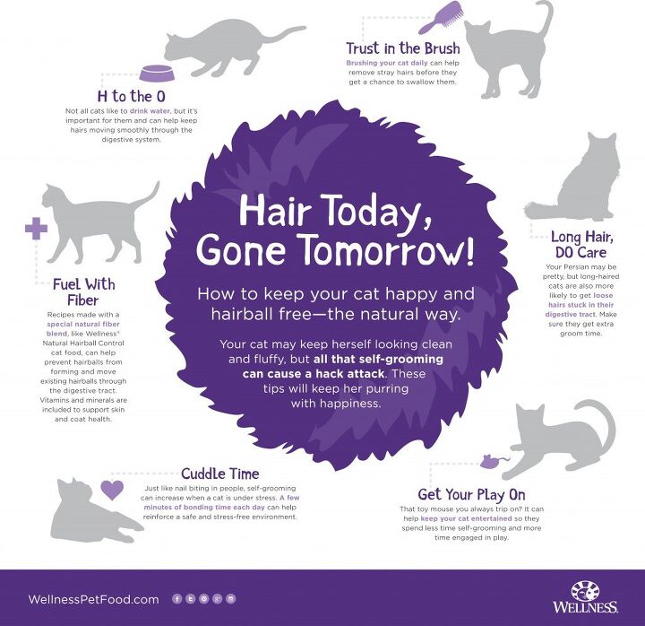 How to Help a Cat Pass a Hairball: Expert Tips
