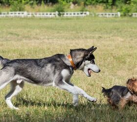 Data Shows Dog Parks Growing in Popularity Nationwide