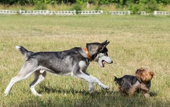 Data Shows Dog Parks Growing in Popularity Nationwide