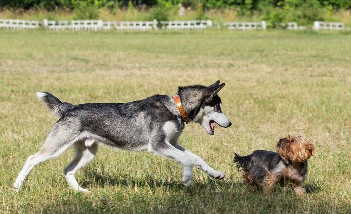 data shows dog parks growing in popularity nationwide