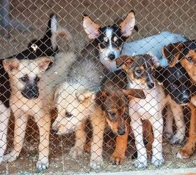 10 Signs Your Dog is From a Puppy Mill