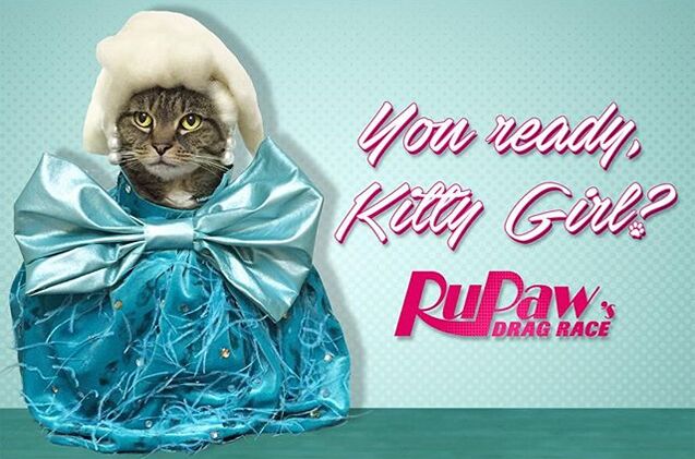 kitty that walk the claws come out at rupaws drag race
