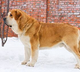spanish mastiff dog