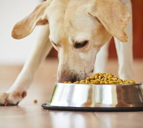 Study: Labradors Gain Weight Due To Gene Deletion