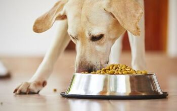 Study: Labradors Gain Weight Due To Gene Deletion
