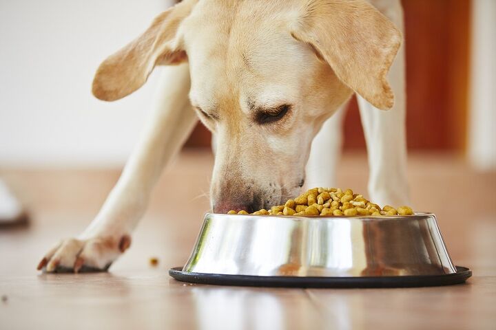 study labradors gain weight due to gene deletion