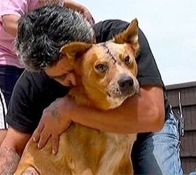 Injured Man Runs To Find His Dog After Car Crash