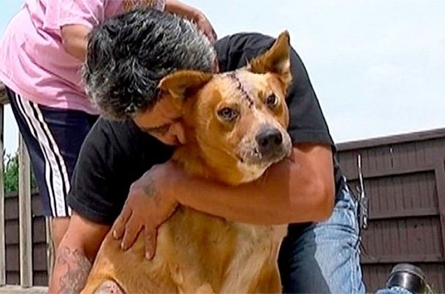 injured man runs to find his dog after car crash
