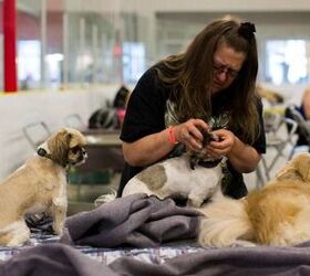 Fort McMurray Pet Owners Need Help After Wildfires Rage Through City
