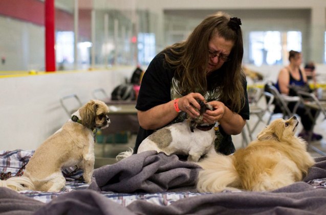 fort mcmurray pet owners need help after wildfires rage through city