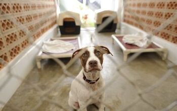 Survey: Many Pet Owners Don’t Travel Due To Inadequate Boarding Opti