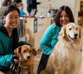 students can now de stress at brilliant mit puppy lab