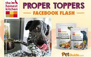 The Honest Kitchen Starter Kit Contest | PetGuide