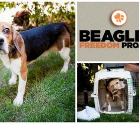 Shelter Spotlight Beagle Freedom Project PetGuide