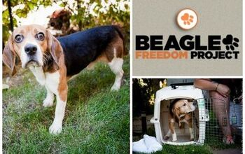 Shelter Spotlight: Beagle Freedom Project