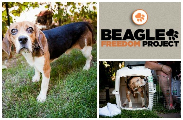 shelter spotlight beagle freedom project