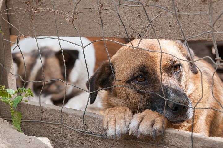 hsus releases horrible hundred 2016 puppy mills list