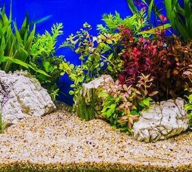 Top 3 Substrates to Use in Planted Aquariums