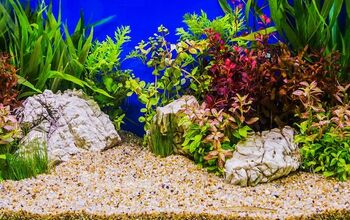 Top 3 Substrates to Use in Planted Aquariums