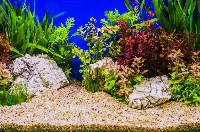 top 3 substrates to use in planted aquariums