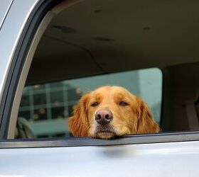 Michigan Pushes For Felony Charges When Owners Leave Pets in Cars