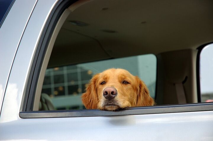 michigan pushes for felony charges when owners leave pets in cars