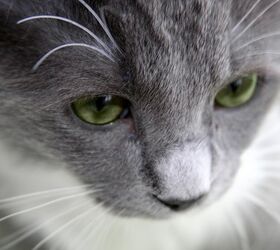 What You Should Know About Feline Lower Urinary Tract Disease