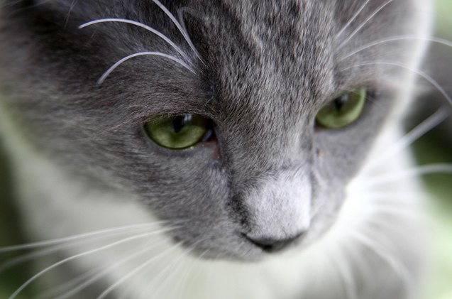 what you should know about feline lower urinary tract disease