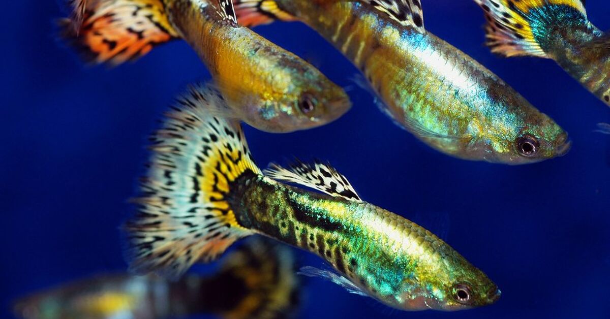 The 5 Stimulating Spawning Methods of Fish | PetGuide