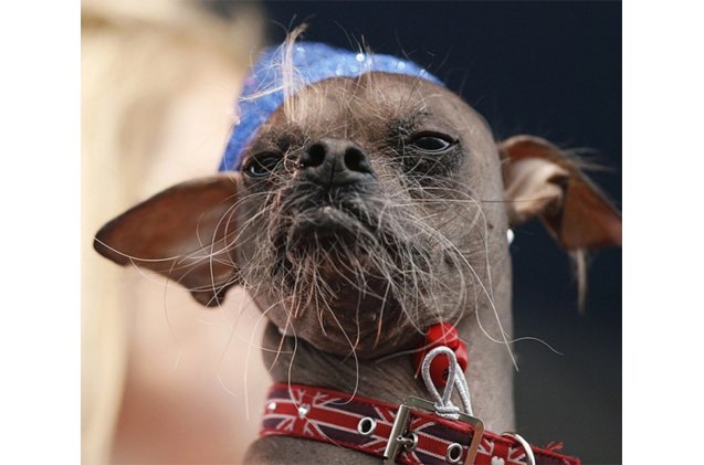 former world s ugliest dog wins 2016 heroic hounds award