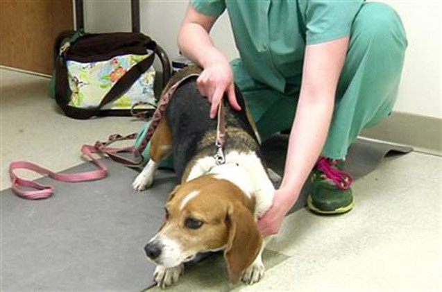 free lead toxicity blood tests available for dogs in flint