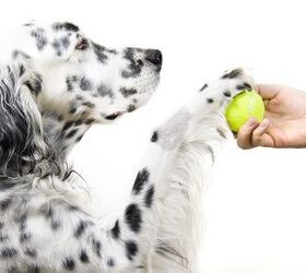 vermont tennis resort offers dog friendly ball chasing getaways