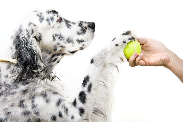 vermont tennis resort offers dog friendly ball chasing getaways