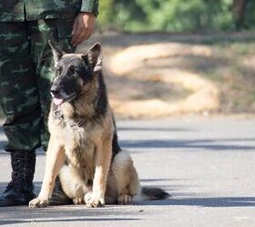 Heroic German Shepherd Saves Platoon in Iraq | PetGuide