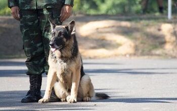 Heroic German Shepherd Saves Platoon in Iraq
