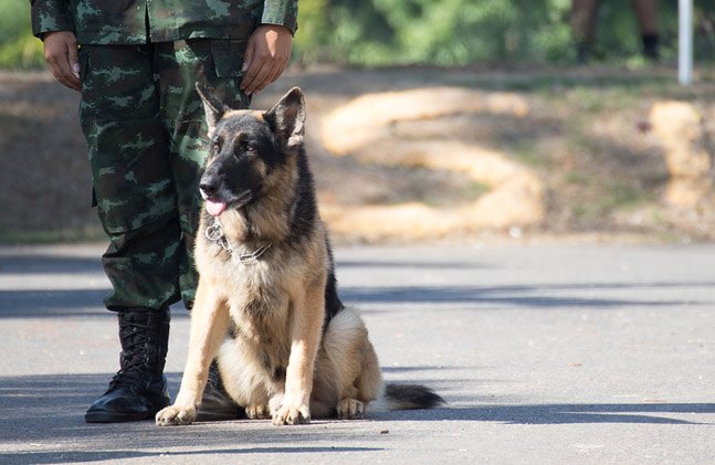 heroic german shepherd saves platoon in iraq