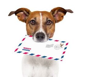 Battle Between USPS Mail Carriers and Dogs Continues