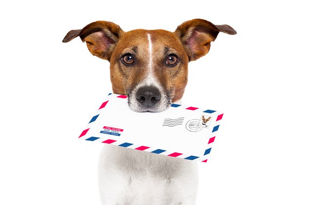 battle between usps mail carriers and dogs continues