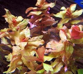 what are the most difficult aquatic plants to grow