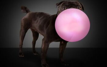 FDA Warning: Paws Off The Xylitol