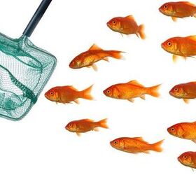 10 Essentials You Always Need in Your Fish Room