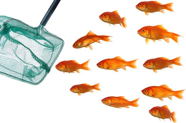 10 essentials you always need in your fish room