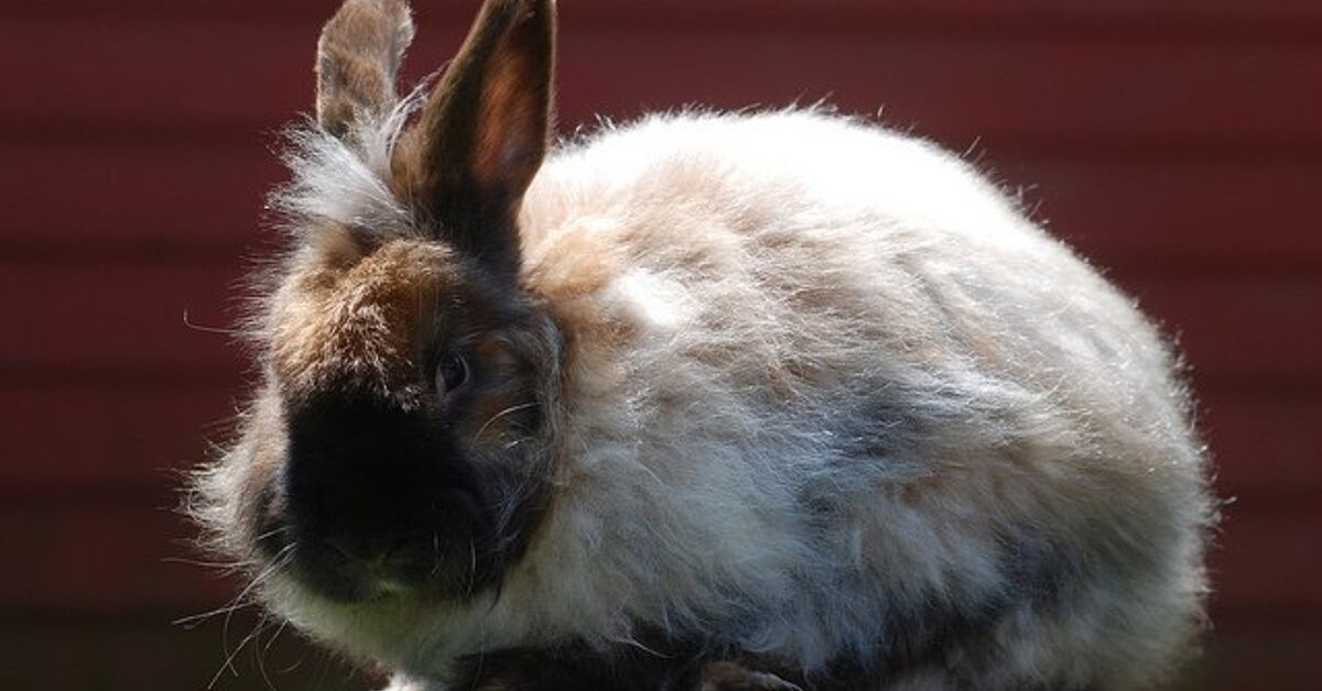 Satin Angora Rabbit