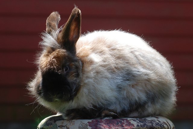 Satin Angora Rabbit Breed Information and Pictures - PetGuide.com ...