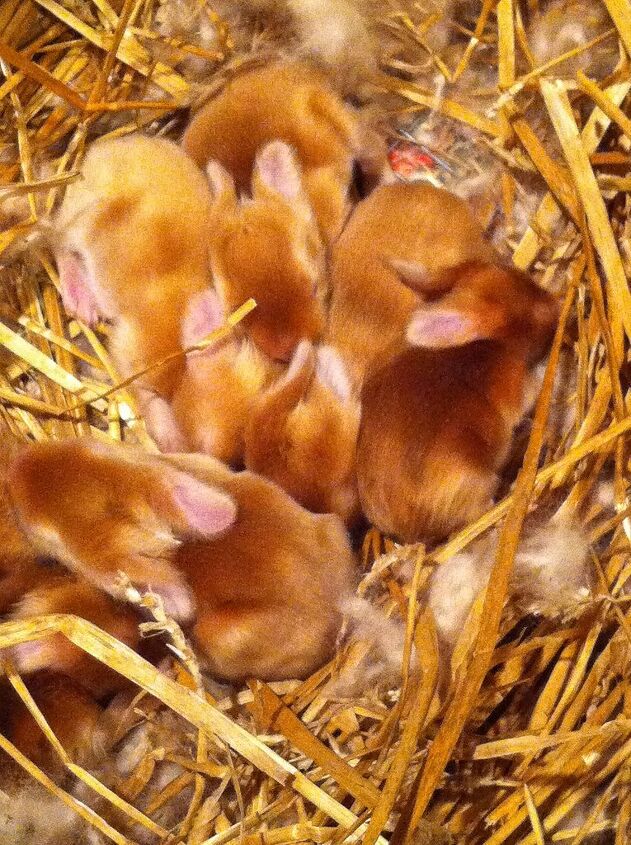 Satin Angora Rabbit Breed Information and Pictures - PetGuide.com ...